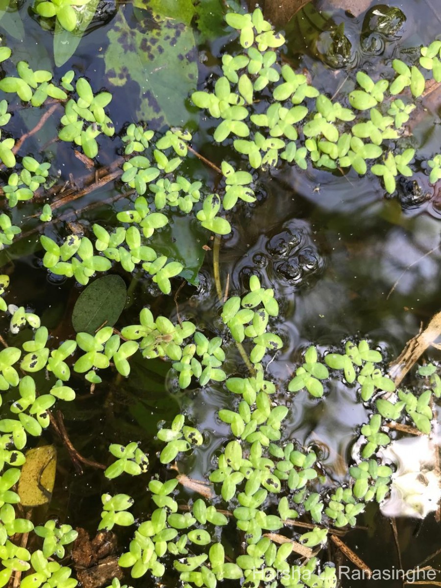 Spirodela punctata (G.Mey.) C.H.Thomps.